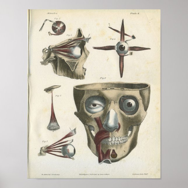 Poster Muscles des yeux et anatomie du crâne Imprimer (Devant)
