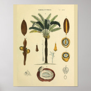 Poster Muscles des yeux Palm Tree Anatomie Art Imprimer