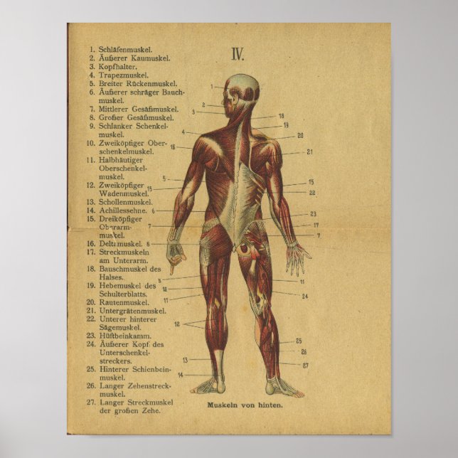 Poster Muscles d'impression d'anatomie allemande vintage (Devant)