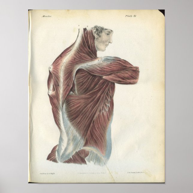 Poster Muscles dos et épaules Anatomie Imprimer (Devant)