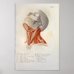 Poster Muscles du cou Anatomie du crâne Imprimer Français