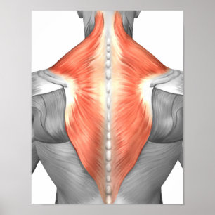 Poster Muscles Du Dos Et Du Cou