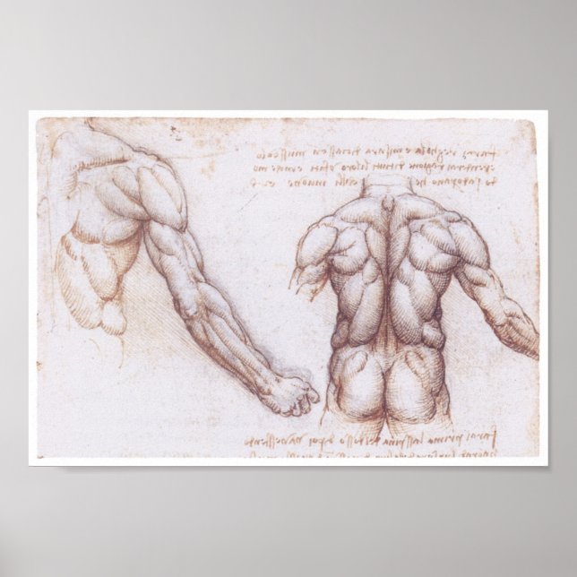 Poster Muscles du dos, Léonard de Vinci (Devant)
