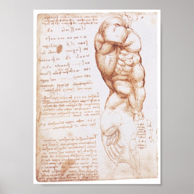 Poster Muscles du Torso, Léonard de Vinci (Devant)