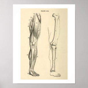 Poster Muscles et os anatomiques vintages Jambe humaine