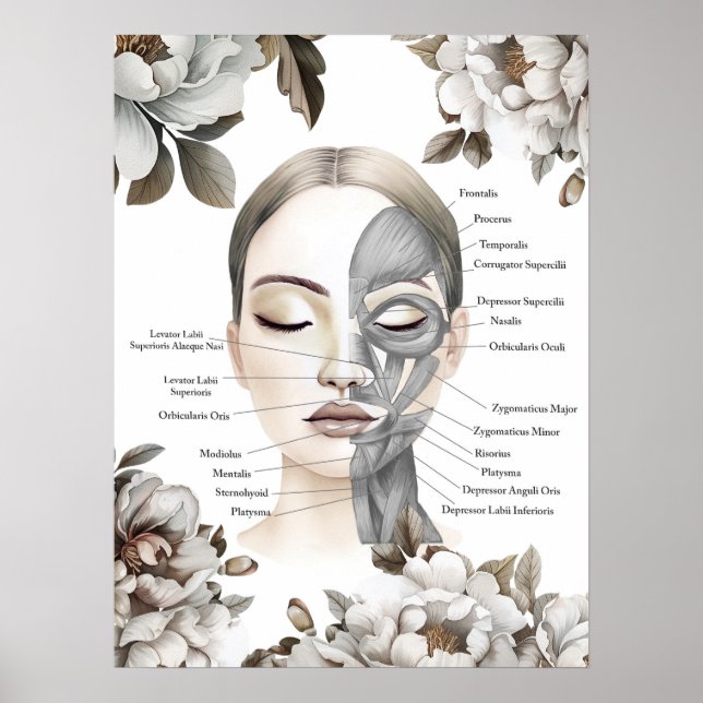 Poster Muscles faciaux Anatomie Art Massage Thérapiste Ca (Devant)