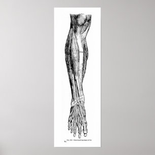 Poster Muscles humains vintages d'anatomie de la jambe
