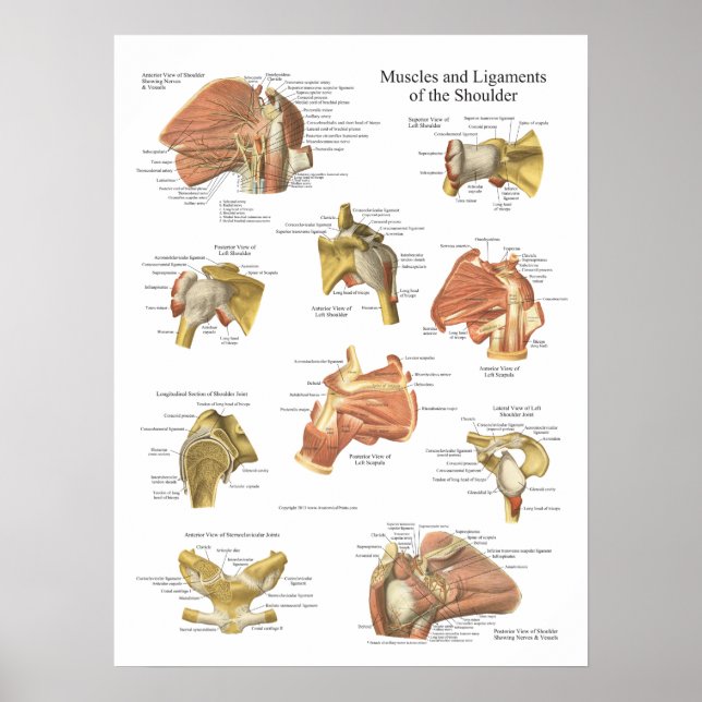 Poster Muscles Ligaments de l'Anatomie de l'épaule (Devant)