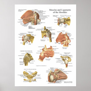 Poster Muscles Ligaments of the Shoulder Anatomy Chart