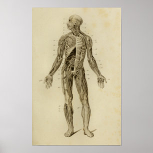 Poster Muscles Nerves Anatomie Imprimer Vintage
