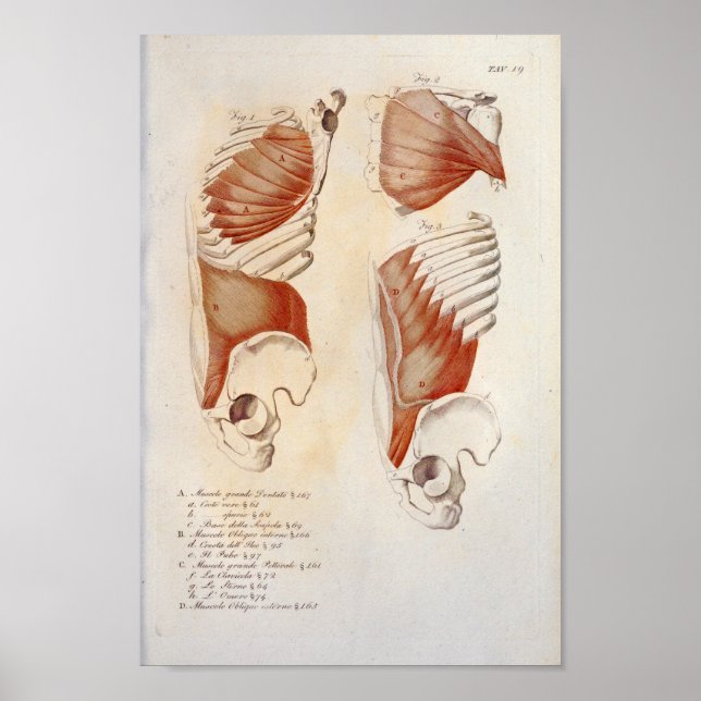 Poster Muscles profonds Anatomie de l'abdomen de la poitr (Devant)