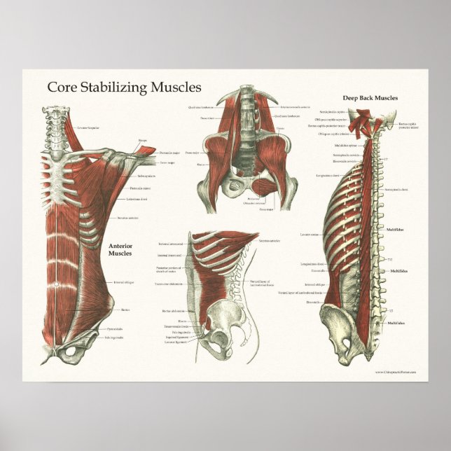 Poster Muscles stabilisateurs profonds et de base Anatomi (Devant)