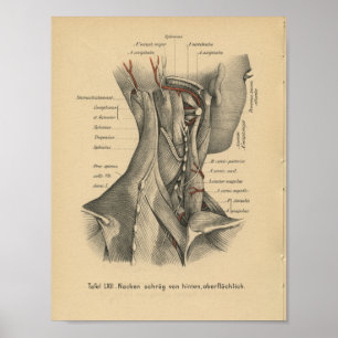 Poster Muscles Vintages de cou d'imprimerie de l'anatomie