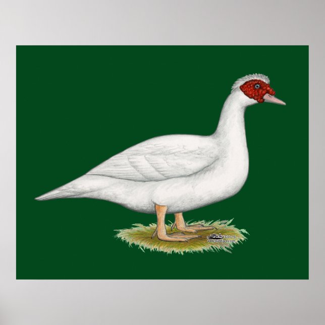 Poster Muscovy blanc de canard (Devant)