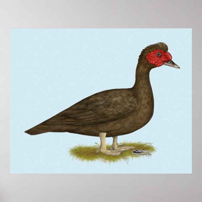 Poster Muscovy Drake Chocolat (Devant)