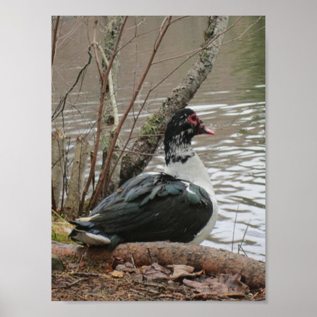 Poster Muscovy Duck By Pond (Devant)