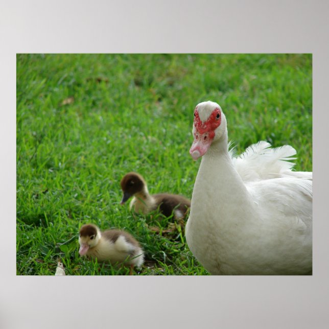Poster Muscovy Hen Et Canettes (Devant)