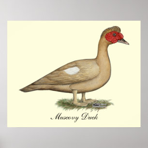 Poster Muscovy light chocolate drake