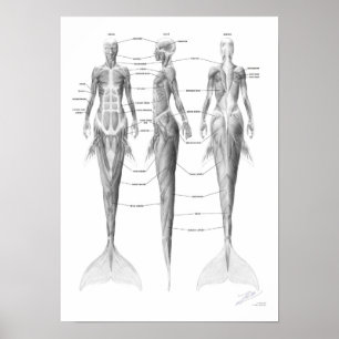 Poster Musculature de sirène