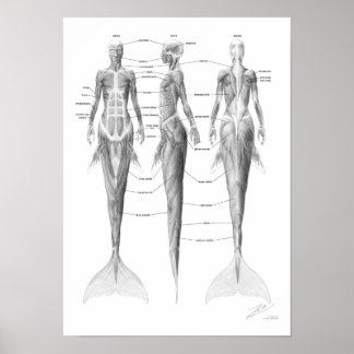 Poster Musculature de sirène