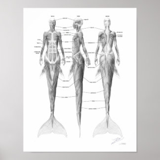 Poster Musculature de Sirène