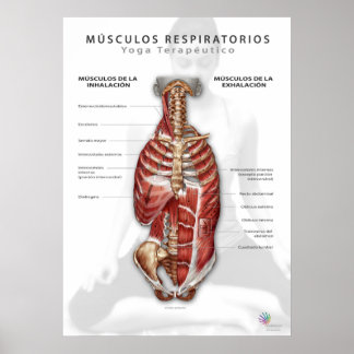 Poster Músculos Respiratorios