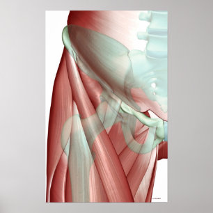 Poster Musculosquelette du Hip 3