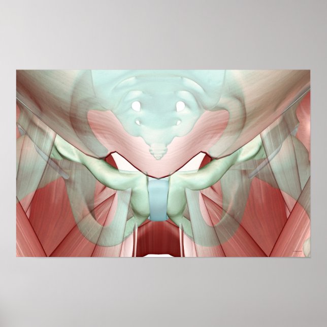 Poster Musculosquelette du Pelvis 2 (Devant)