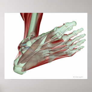 Poster Musculosquelette du pied 2