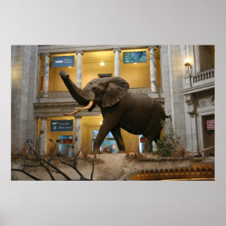 Poster Musée d'histoire naturelle Elephant