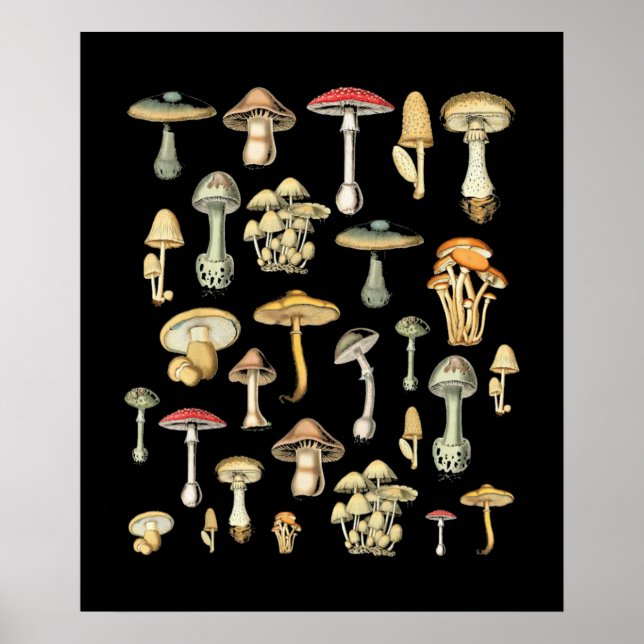 Poster Mushroom (Devant)