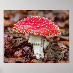 Poster Mushroom Flying Agaric ou Fly Amanita Muscaria