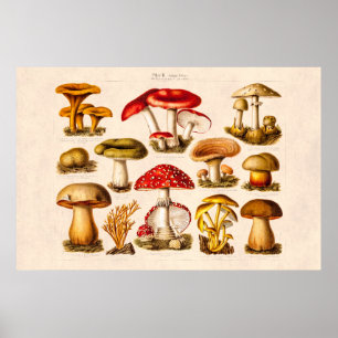 Poster Mushrooms de la variety rouge
