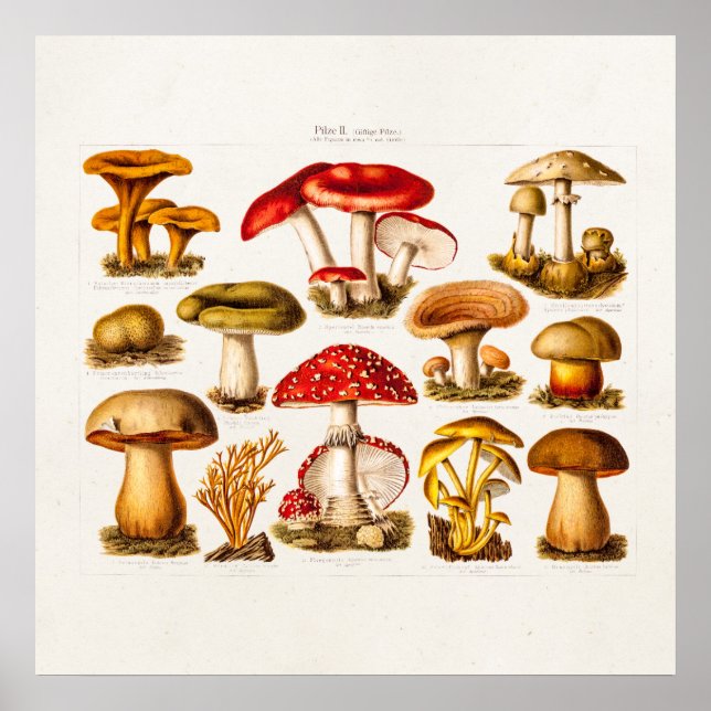 Poster Mushrooms de la variety rouge (Devant)