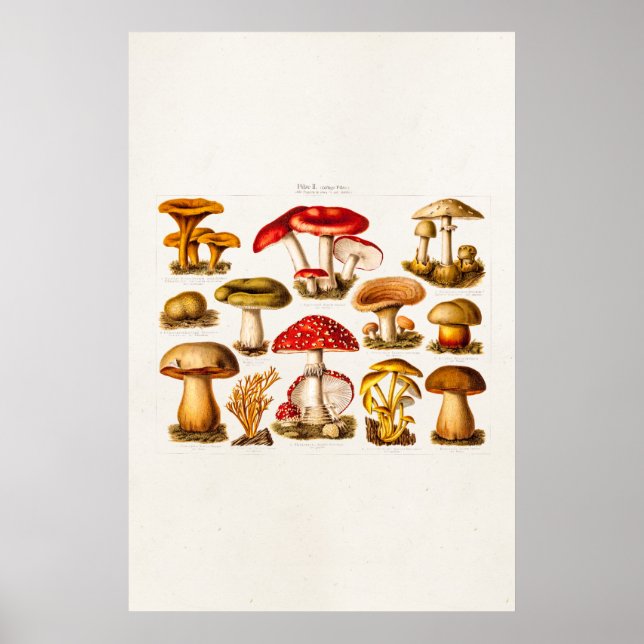 Poster Mushrooms de la variety rouge (Devant)