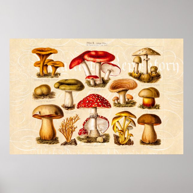 Poster Mushrooms de la variety rouge (Devant)