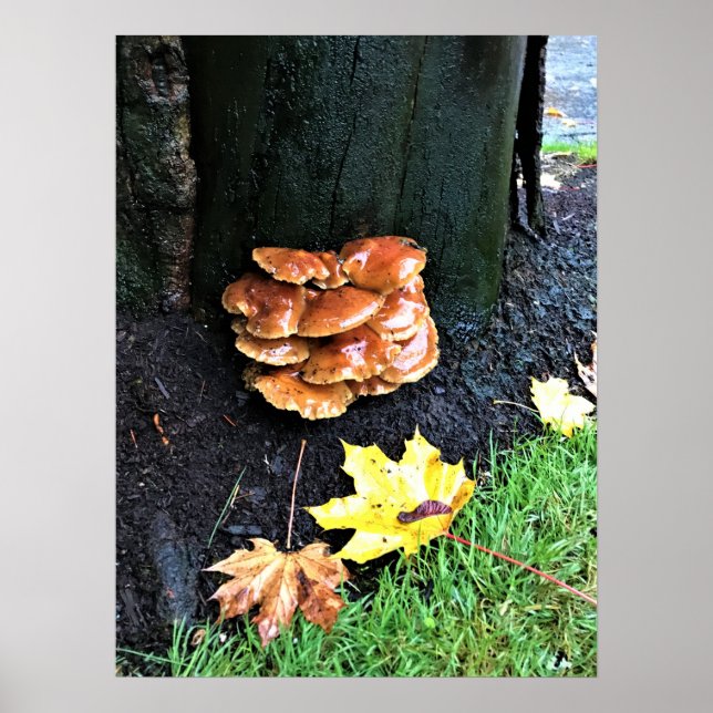 Poster Mushrooms on a tree, Oregon (Devant)