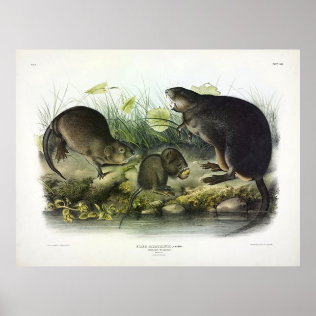 Poster Musk-Rat, Muskrat, Ondatra zibethicus, par Audubon (Devant)