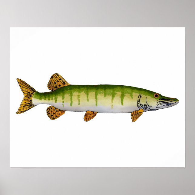 Poster Muskellunge (Muskie) (Devant)