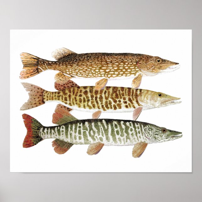 Poster Muskie, brochet et tigre (Devant)