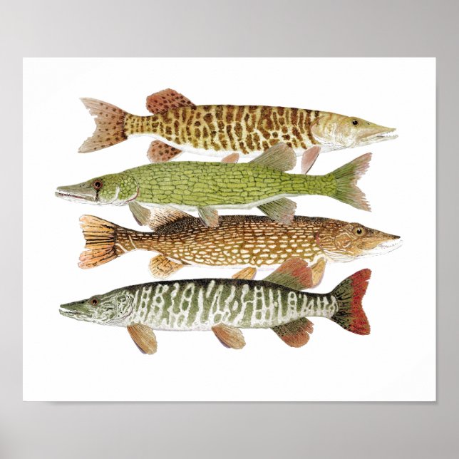 Poster Muskie, Pike, Tigre et Pickerel II (Devant)