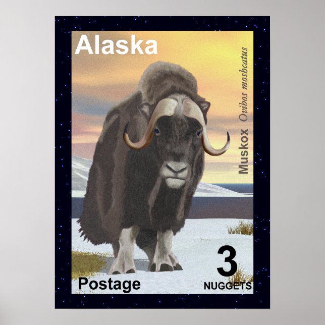 Poster Muskox (Devant)