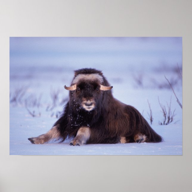Poster muskox, Ovibos moschatus, jeune taureau sur (Devant)