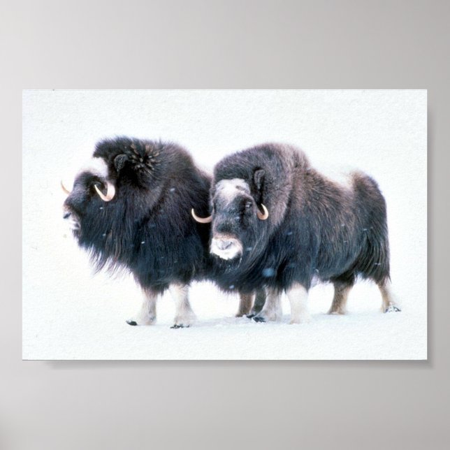 Poster Muskoxen (Devant)