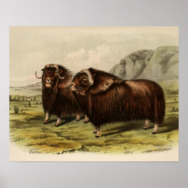 Poster Muskoxen vintage (Devant)