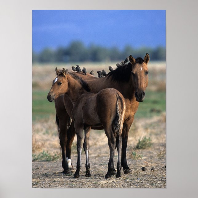 Poster Mustang Mare et poulain debout avec les oiseaux (Devant)