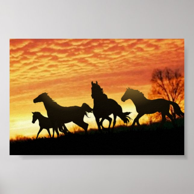 Poster Mustangs sauvages (Devant)