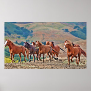 Poster Mustangs sauvages