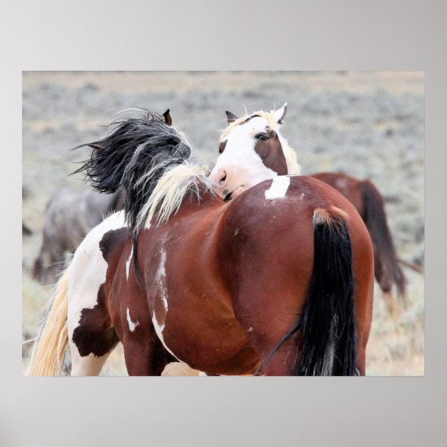 Poster Mustangs sauvages de l'Occident (Devant)