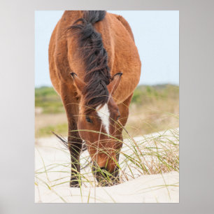 Poster Mustangs sauvages ou chevaux Banker